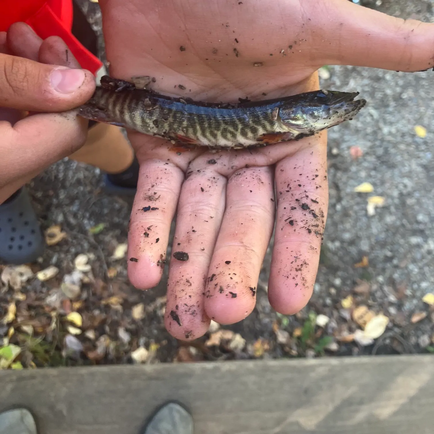 The most recent Redfin pickerel catches on Fishbrain