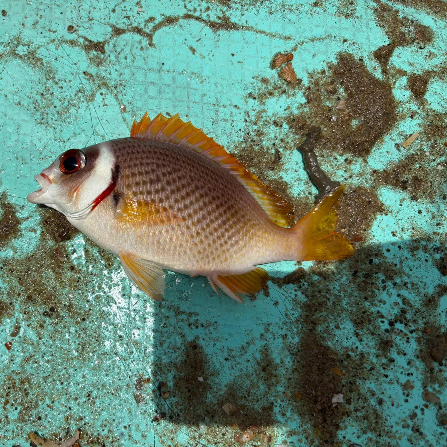 The most recent Humpnose big-eye bream catches on Fishbrain
