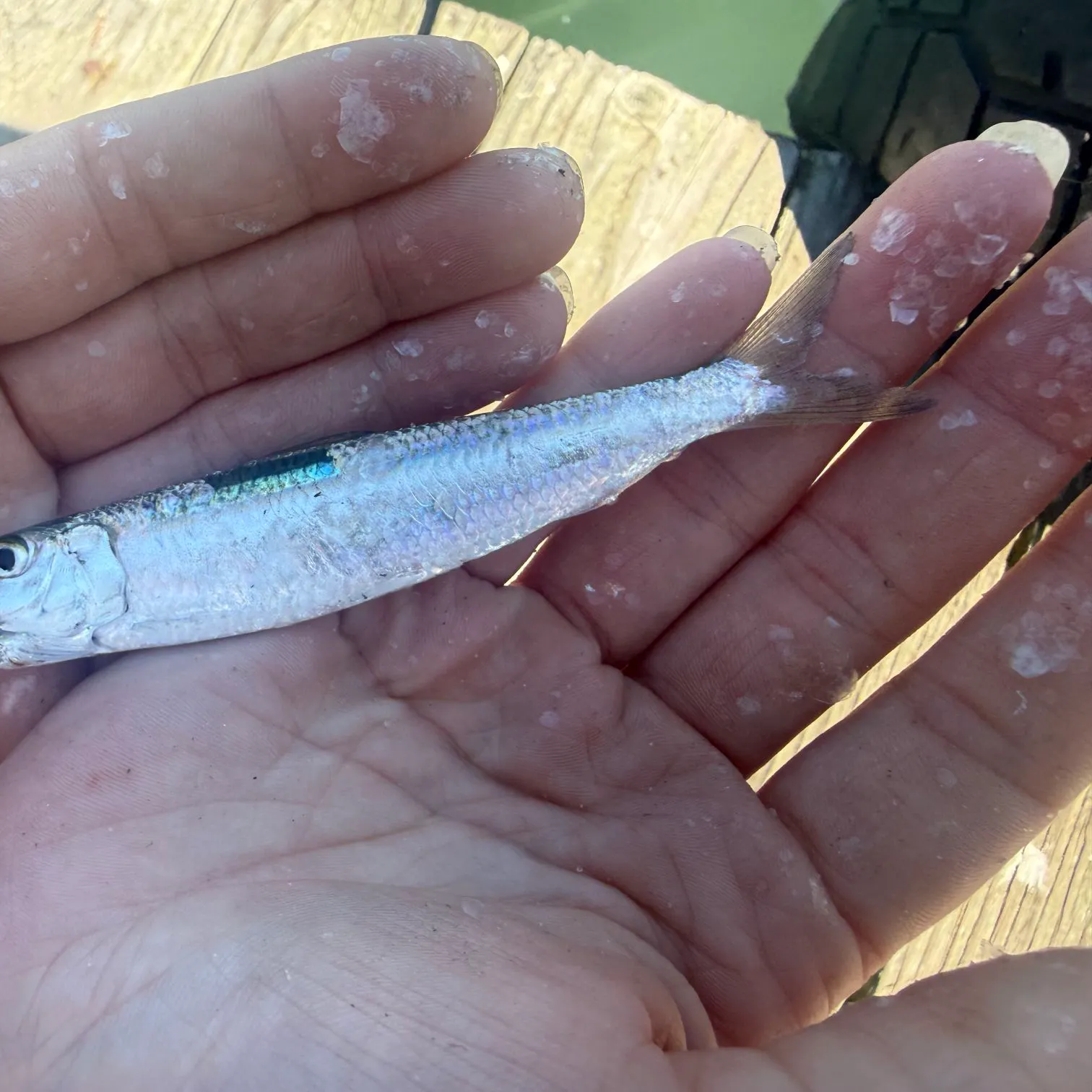 The most recent Round sardinella catches on Fishbrain