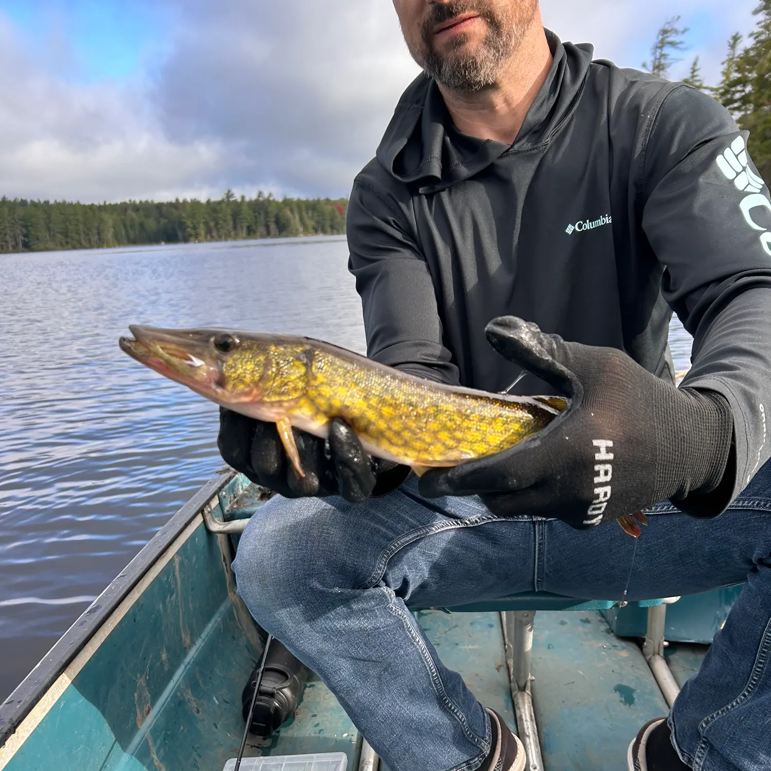Chain pickerel caught on Fishbrain