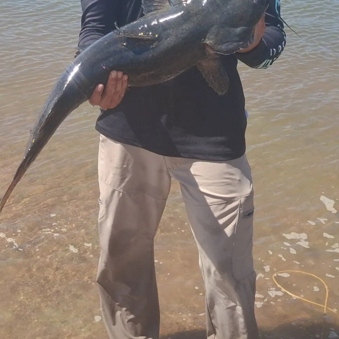 Flathead catfish caught on Fishbrain