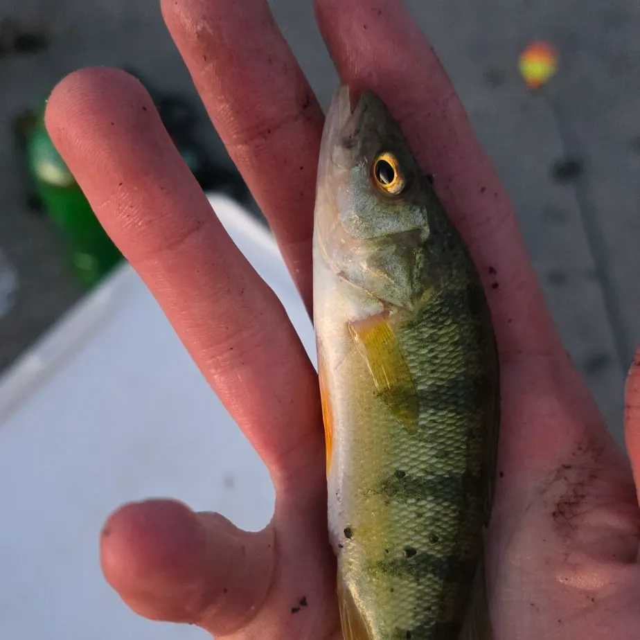 Yellow perch caught on Fishbrain