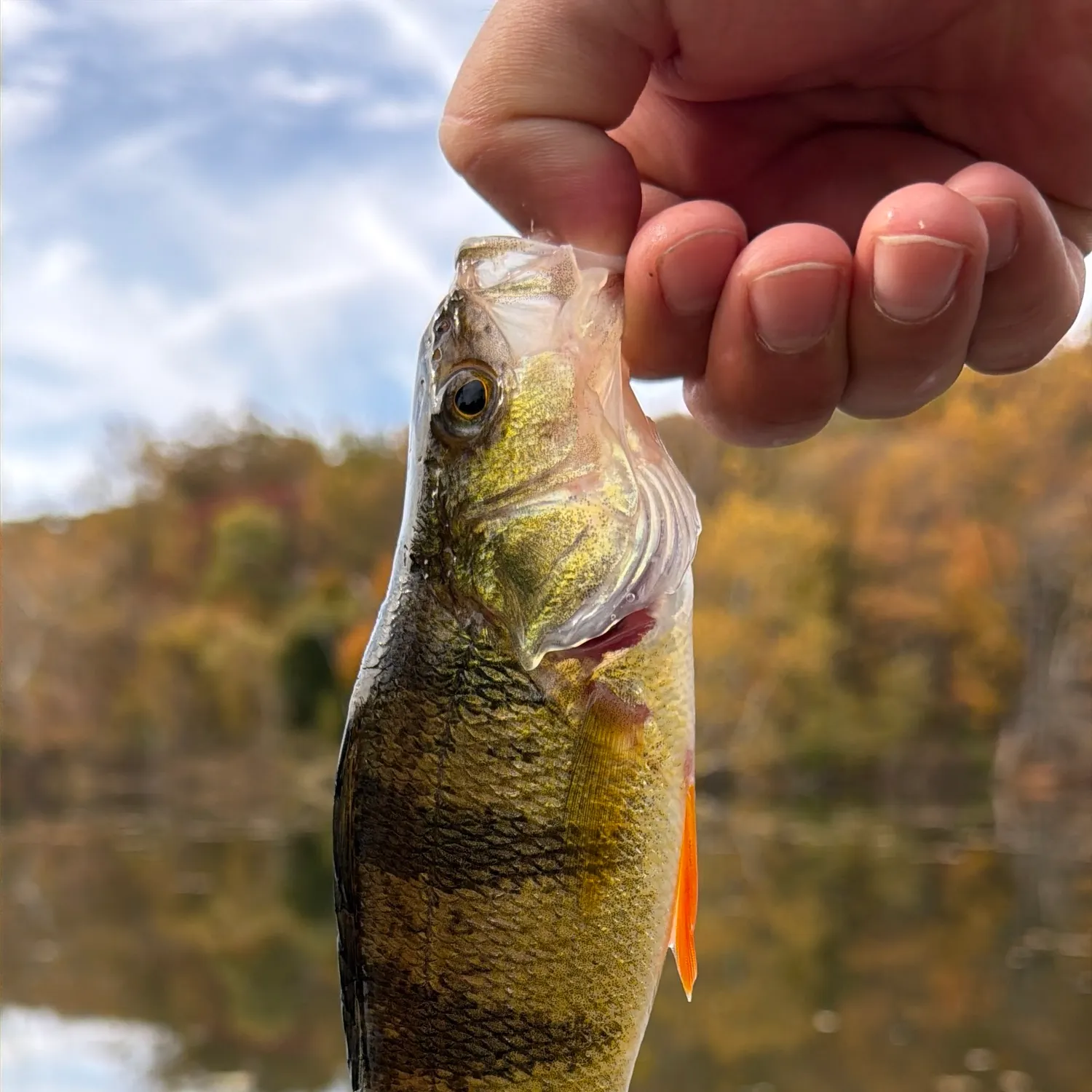 Yellow perch caught on Fishbrain