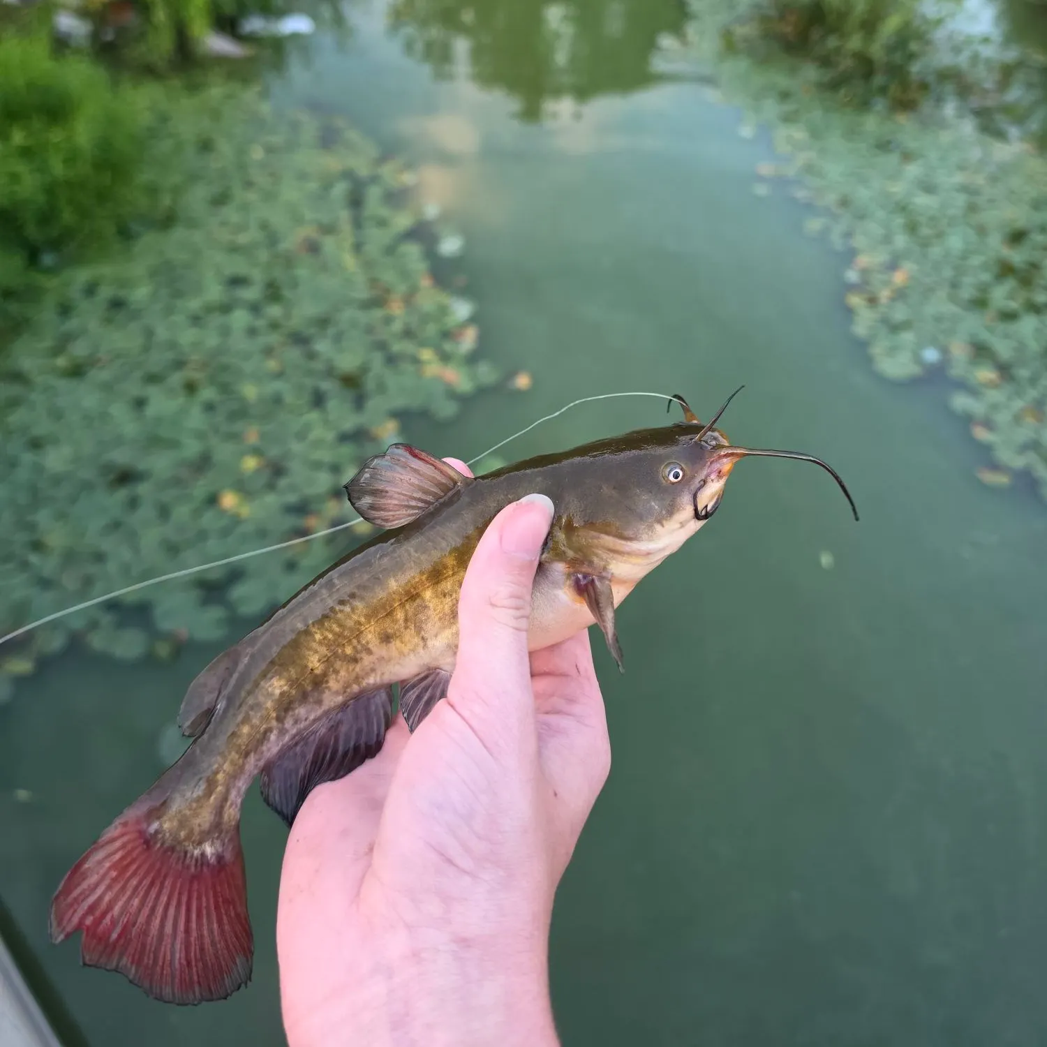 catch