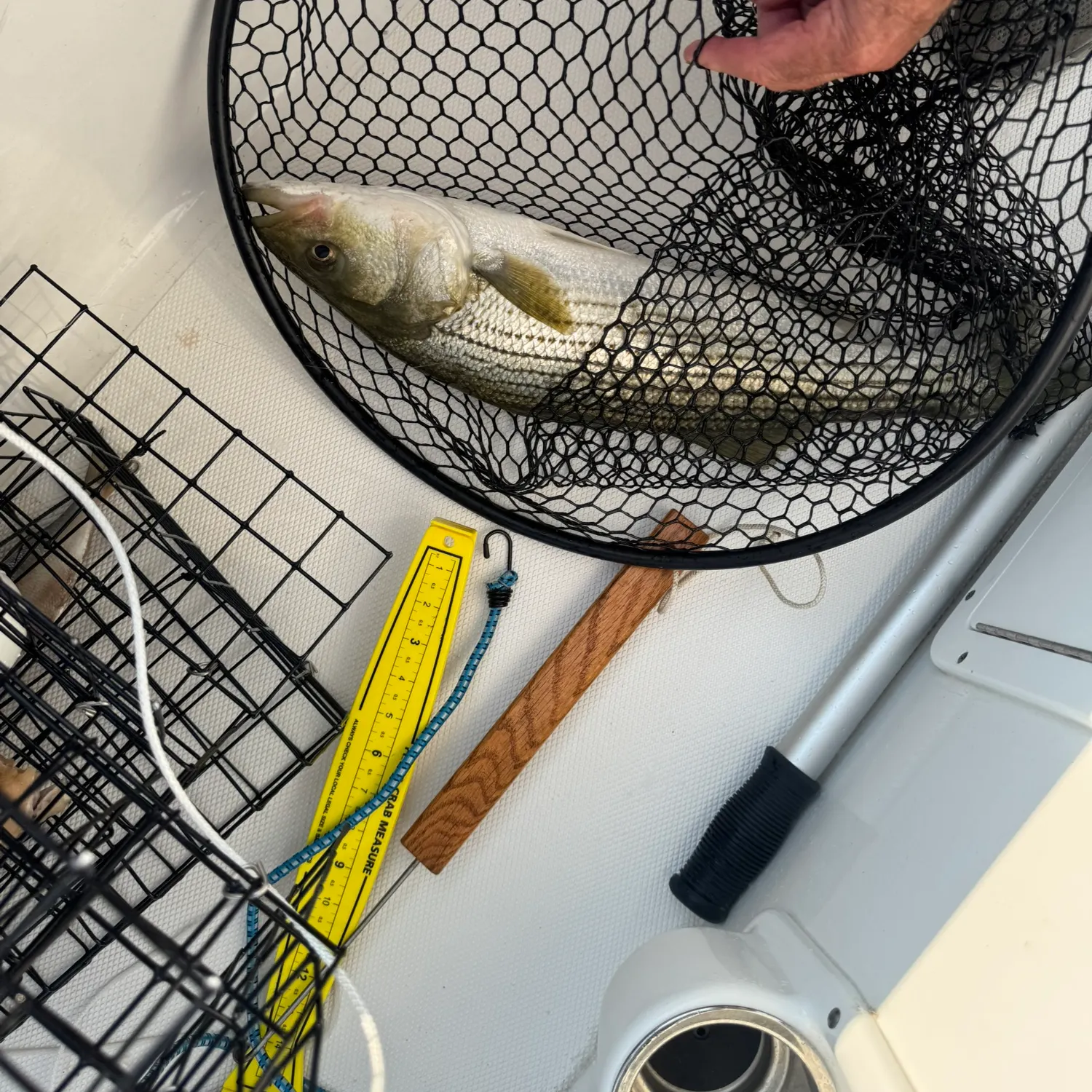 Striped bass caught on Fishbrain
