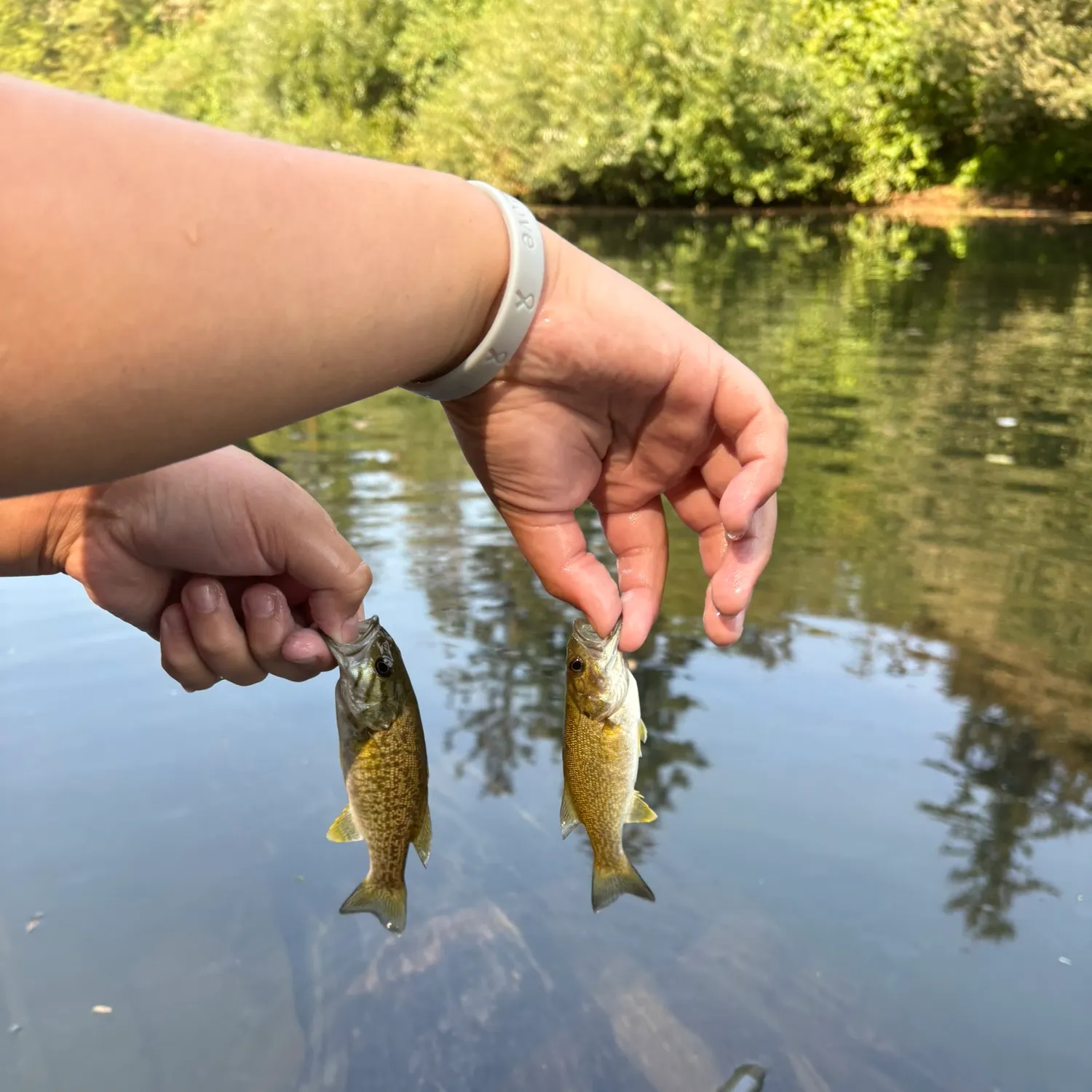 Smallmouth bass caught on Fishbrain