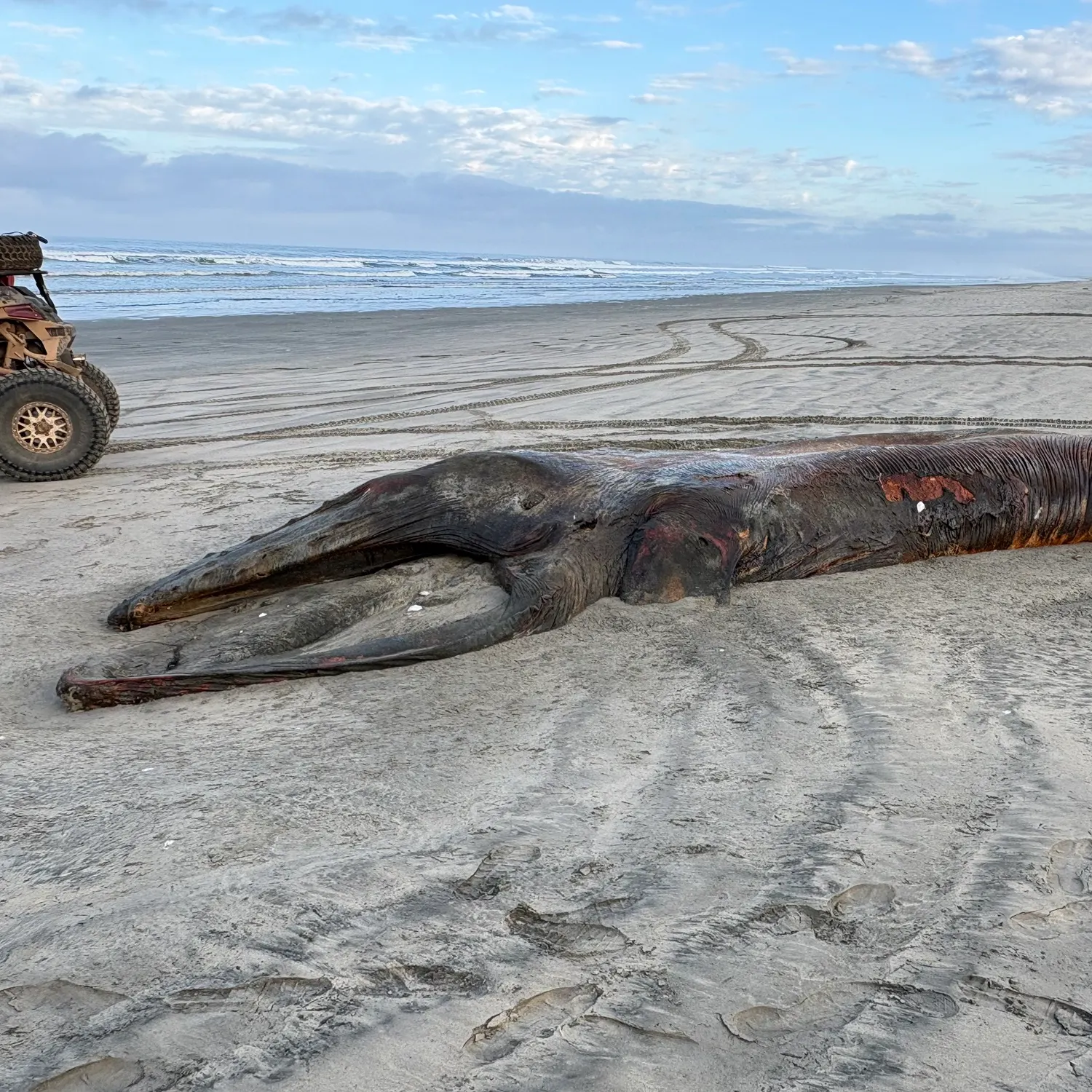 The most recent Whale shark catches on Fishbrain