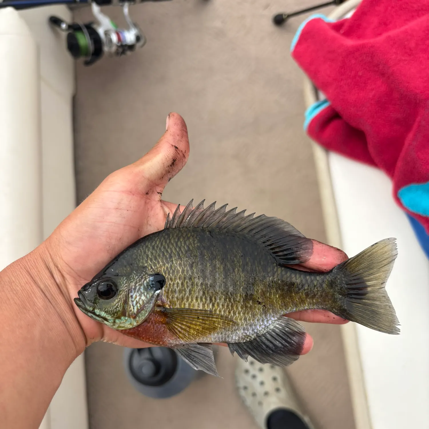 recently logged catches