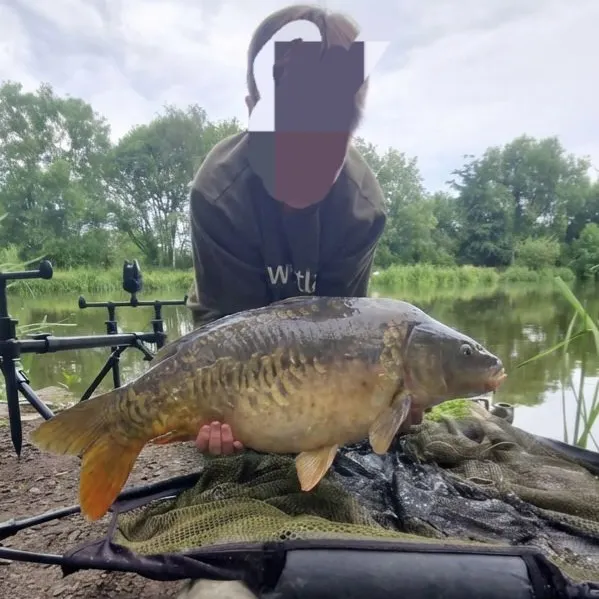 The most recent Mirror carp catches on Fishbrain