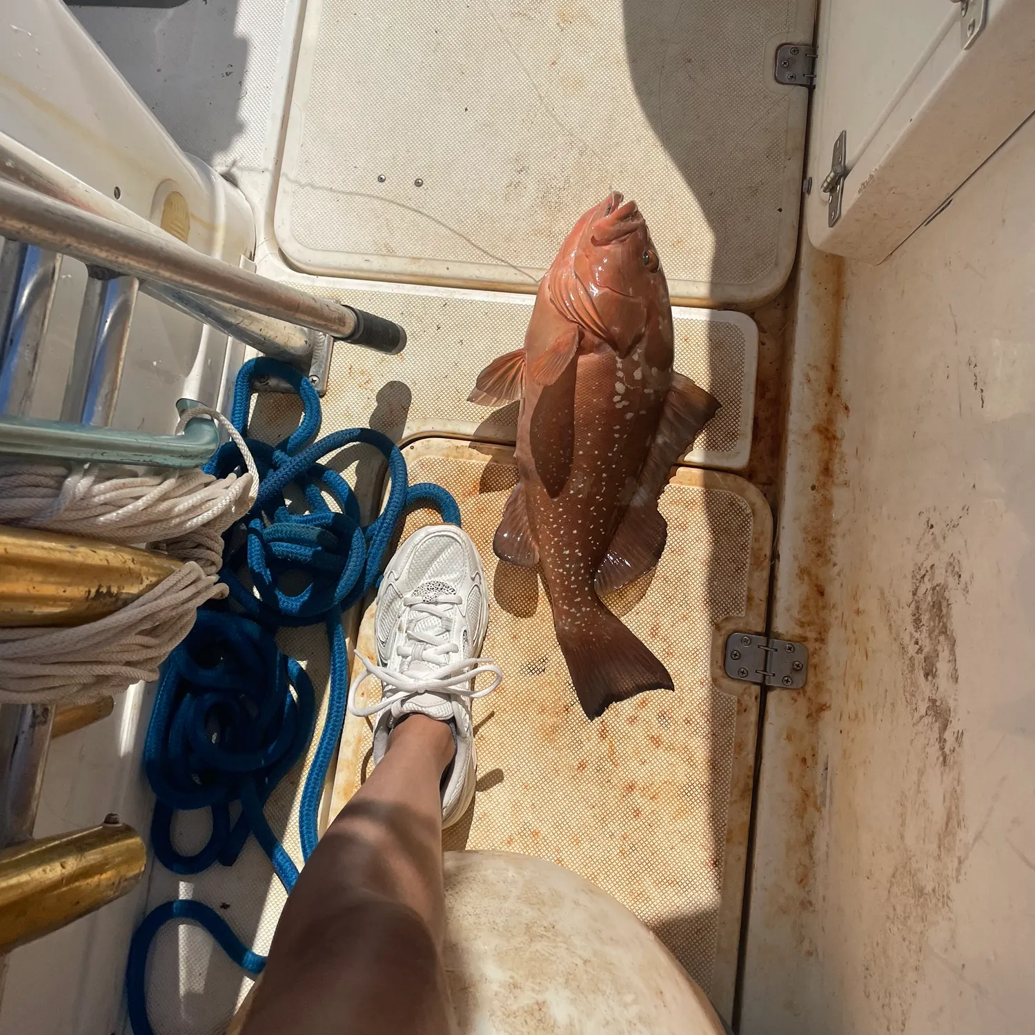 Red grouper caught on Fishbrain