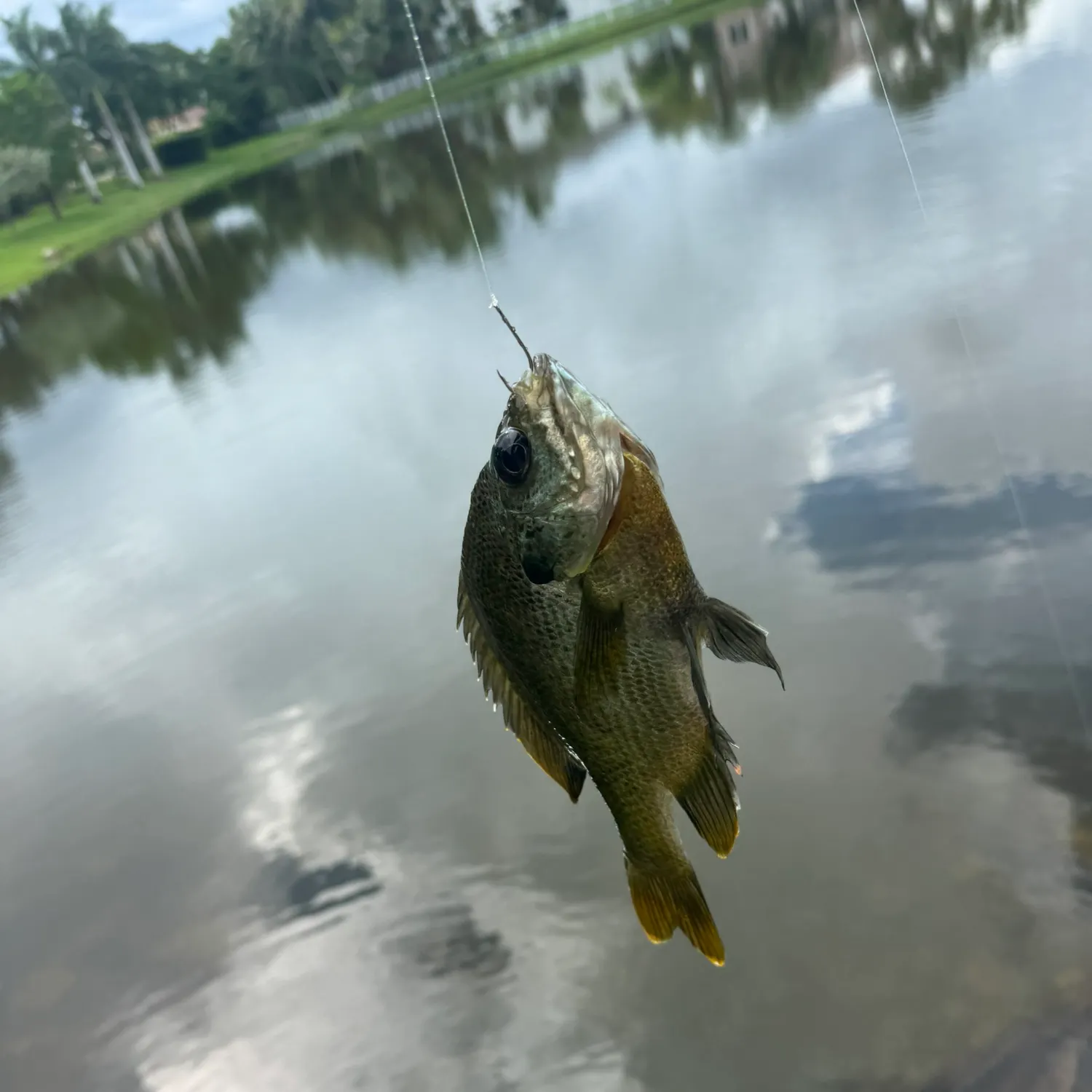 Bluegill caught on Fishbrain