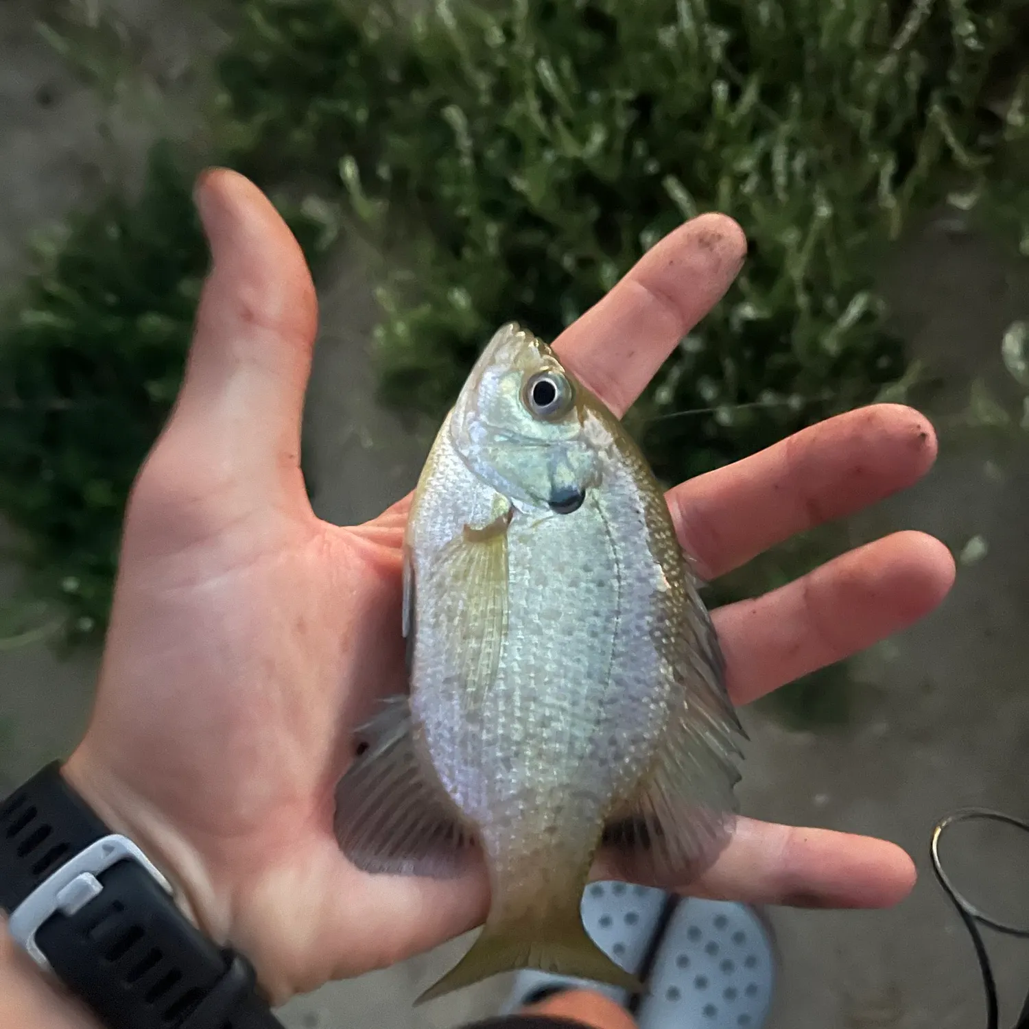 Bluegill caught on Fishbrain