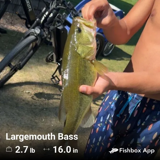 Largemouth bass caught on Fishbrain