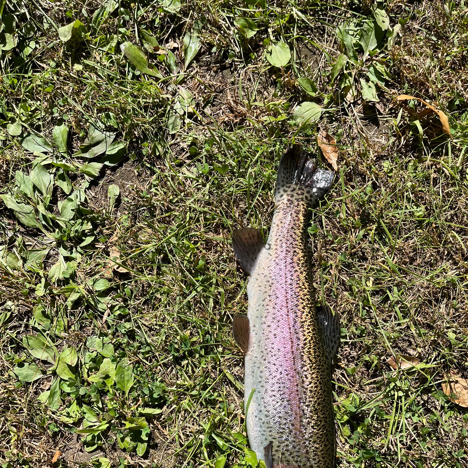 Rainbow trout caught on Fishbrain