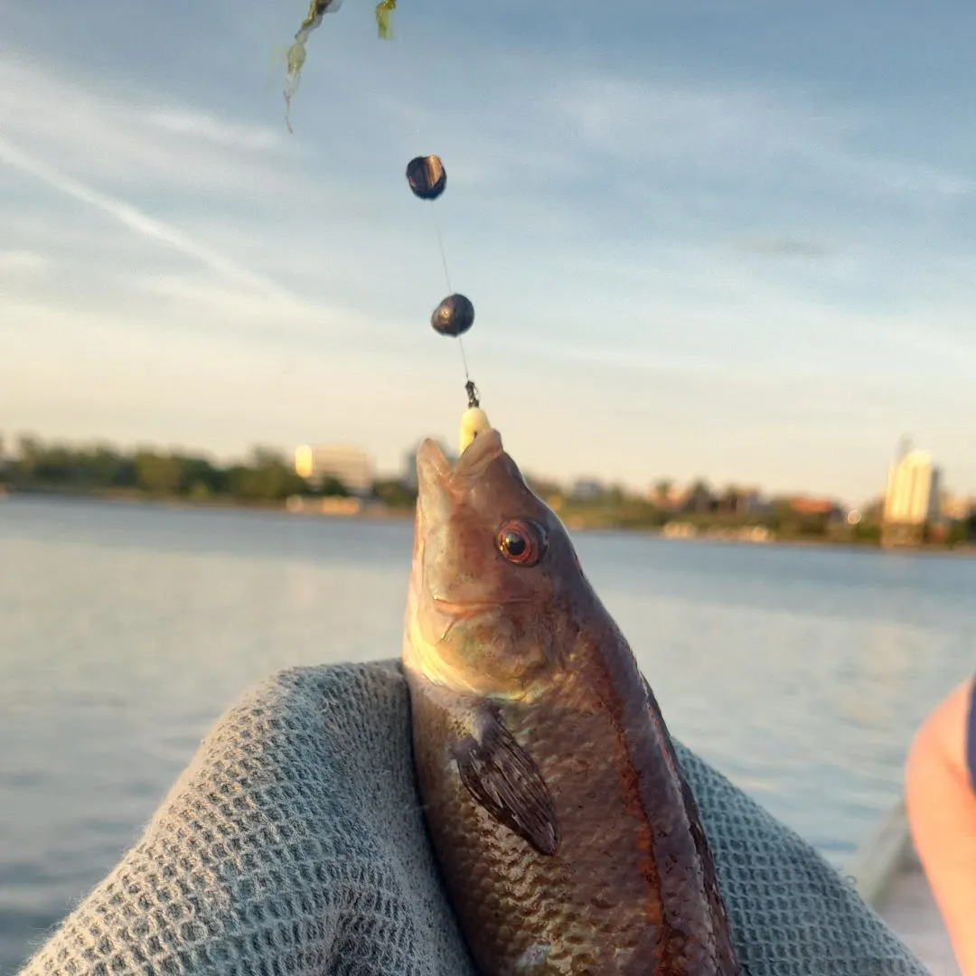 The most recent Cunner catches on Fishbrain