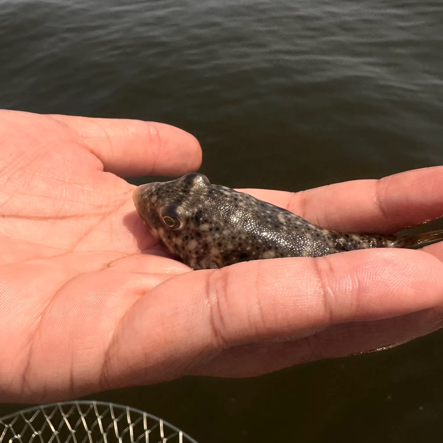 The most recent Northern puffer catches on Fishbrain