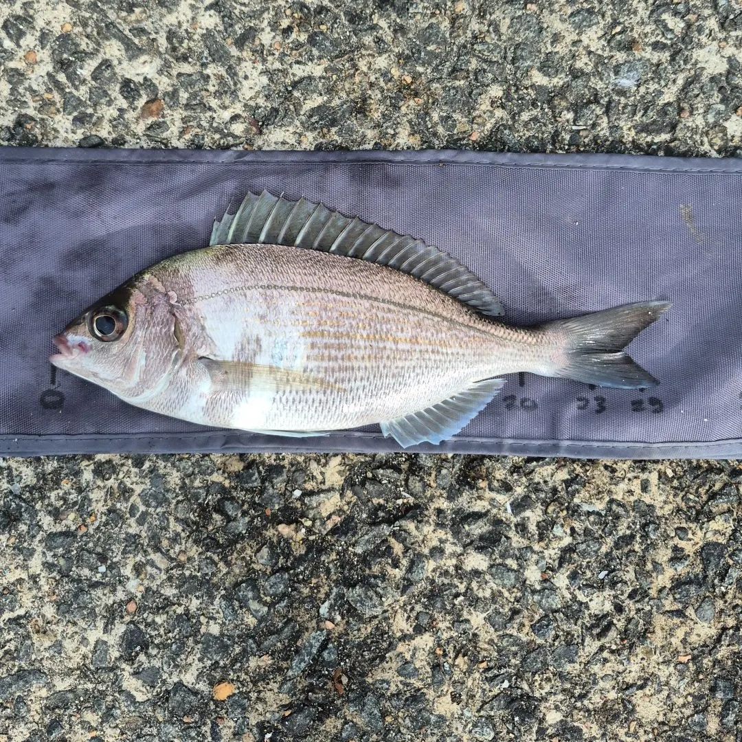 Black seabream caught on Fishbrain