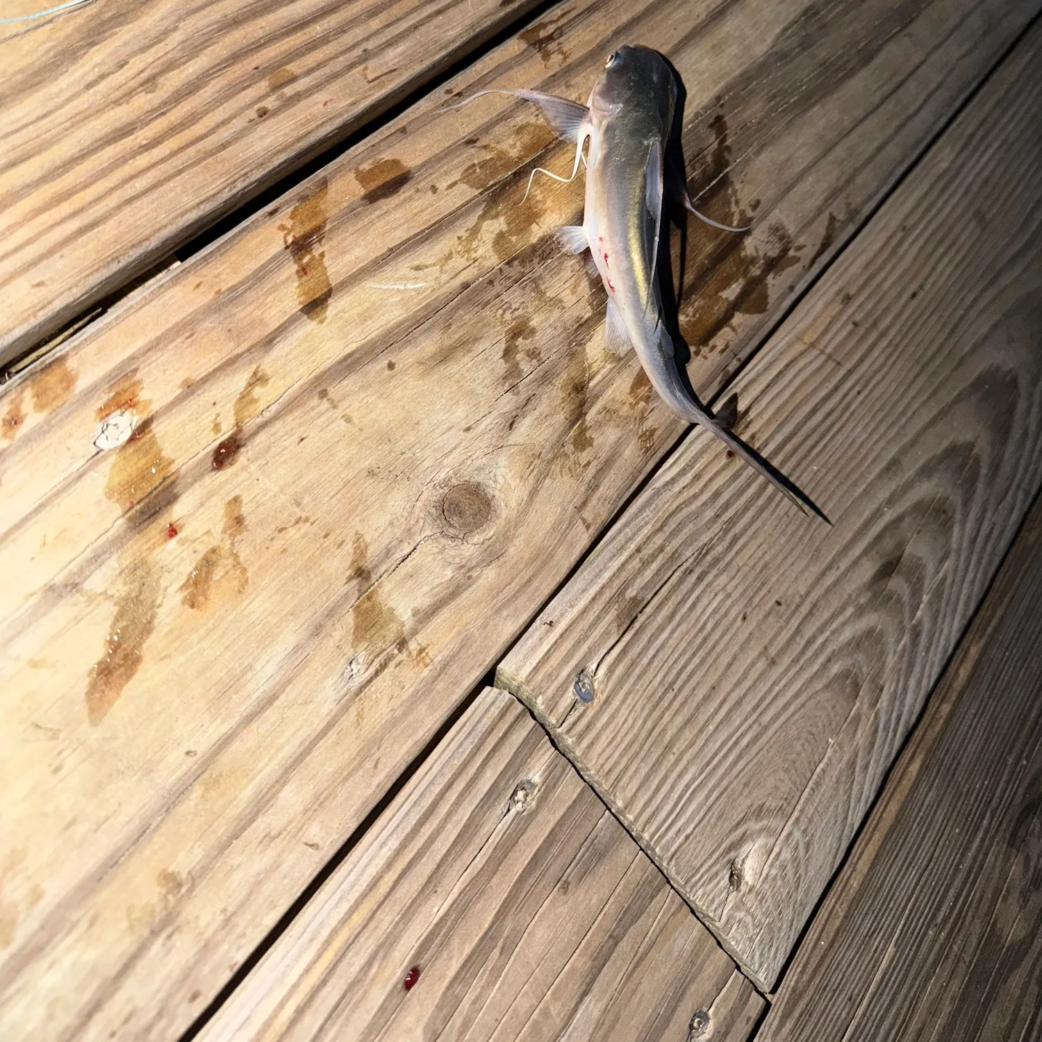 Gafftopsail sea catfish caught on Fishbrain