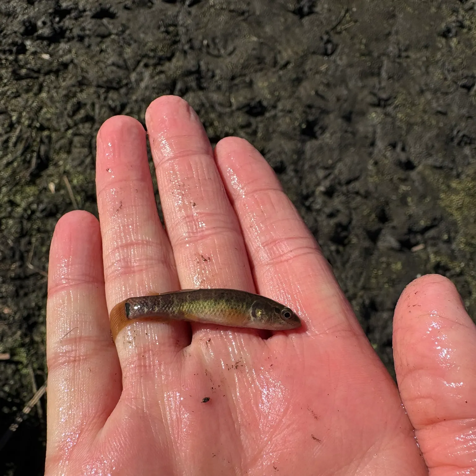 The most recent Central mudminnow catches on Fishbrain