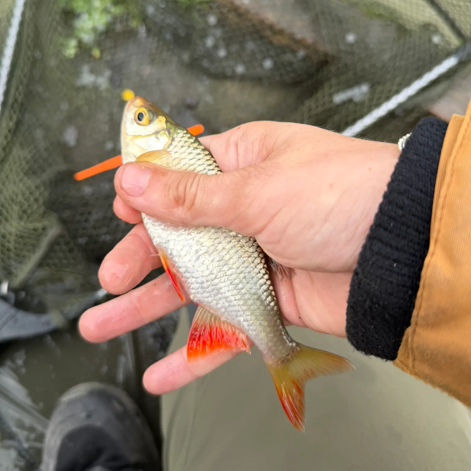 Common roach caught on Fishbrain
