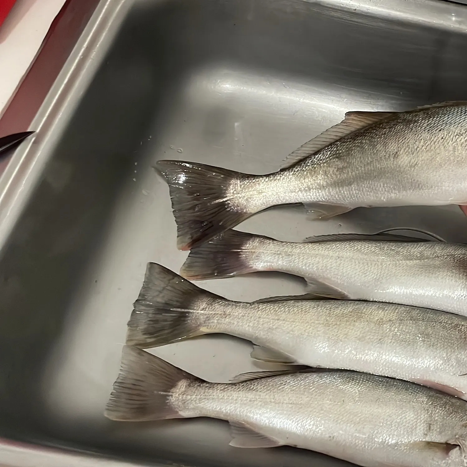 The most recent Silver seatrout catches on Fishbrain