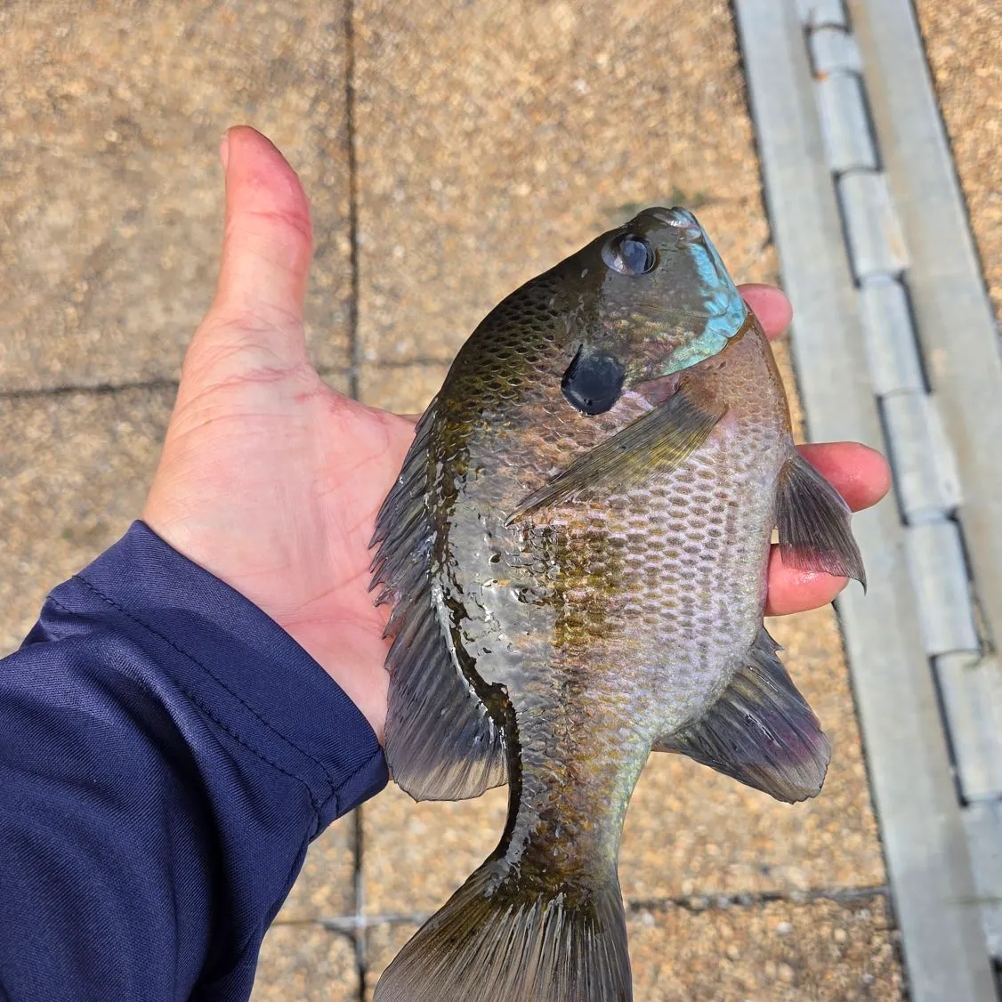 Bluegill caught on Fishbrain