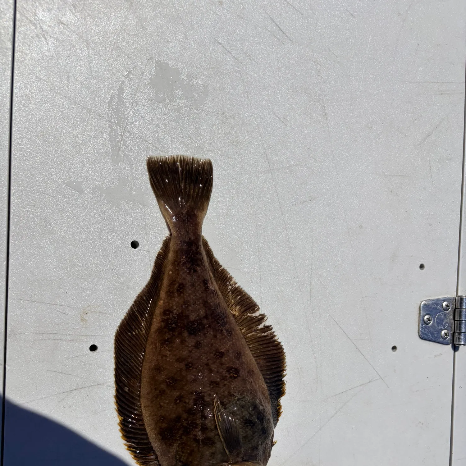 The most recent Pacific sanddab catches on Fishbrain