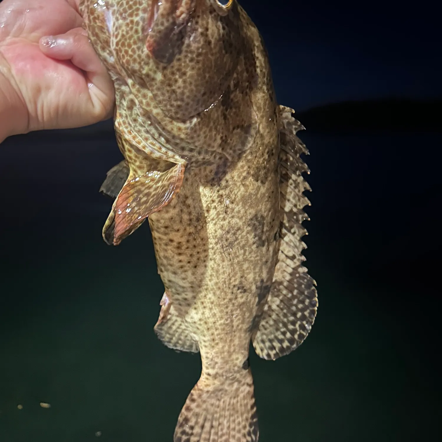 The most recent Areolate grouper catches on Fishbrain
