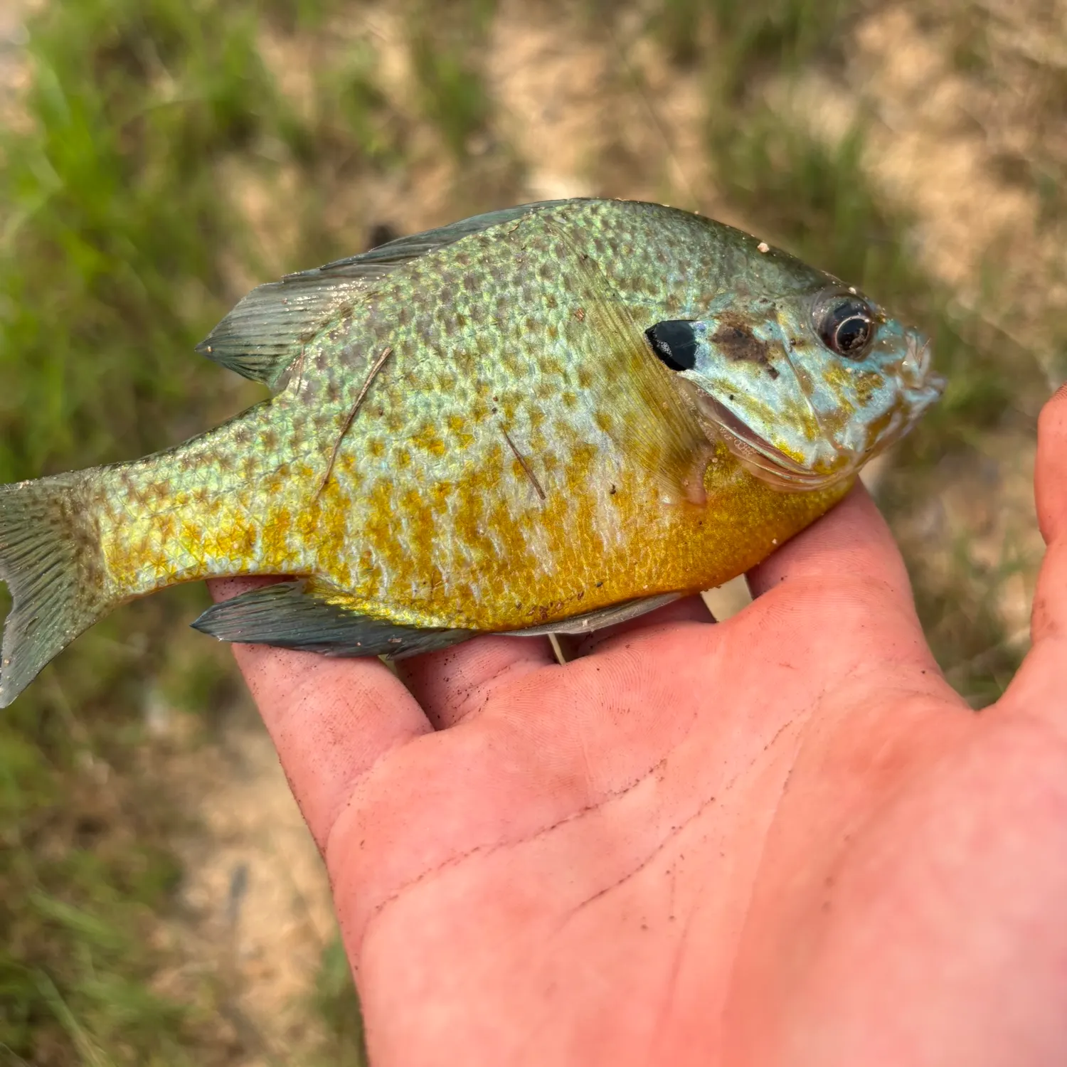 Longear sunfish caught on Fishbrain