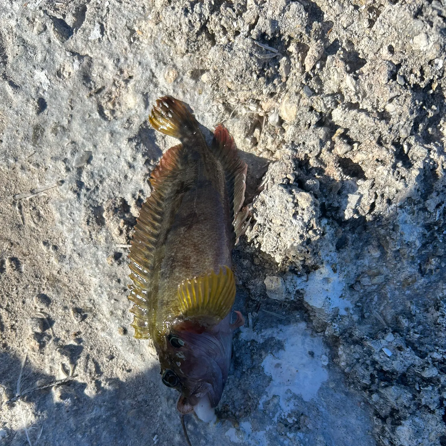 The most recent Hairy blenny catches on Fishbrain