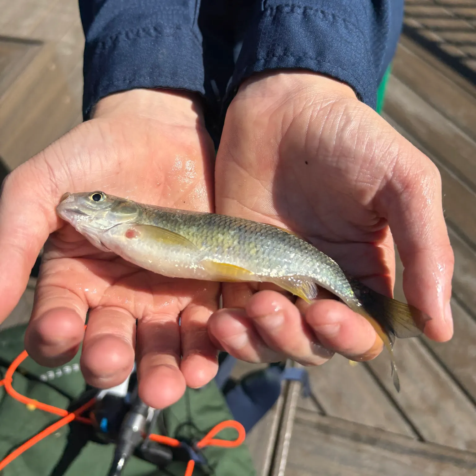 The most recent Golden shiner catches on Fishbrain