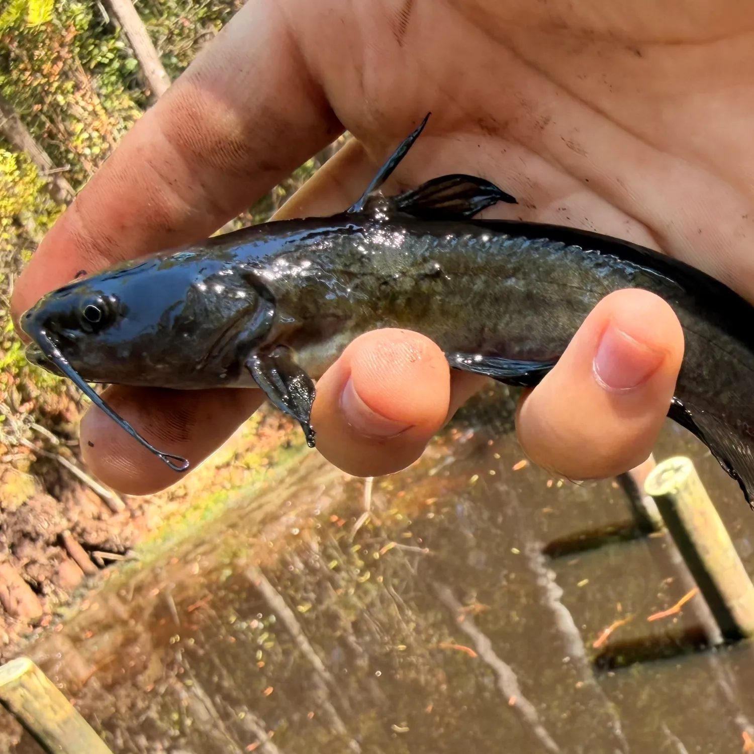 Black bullhead caught on Fishbrain