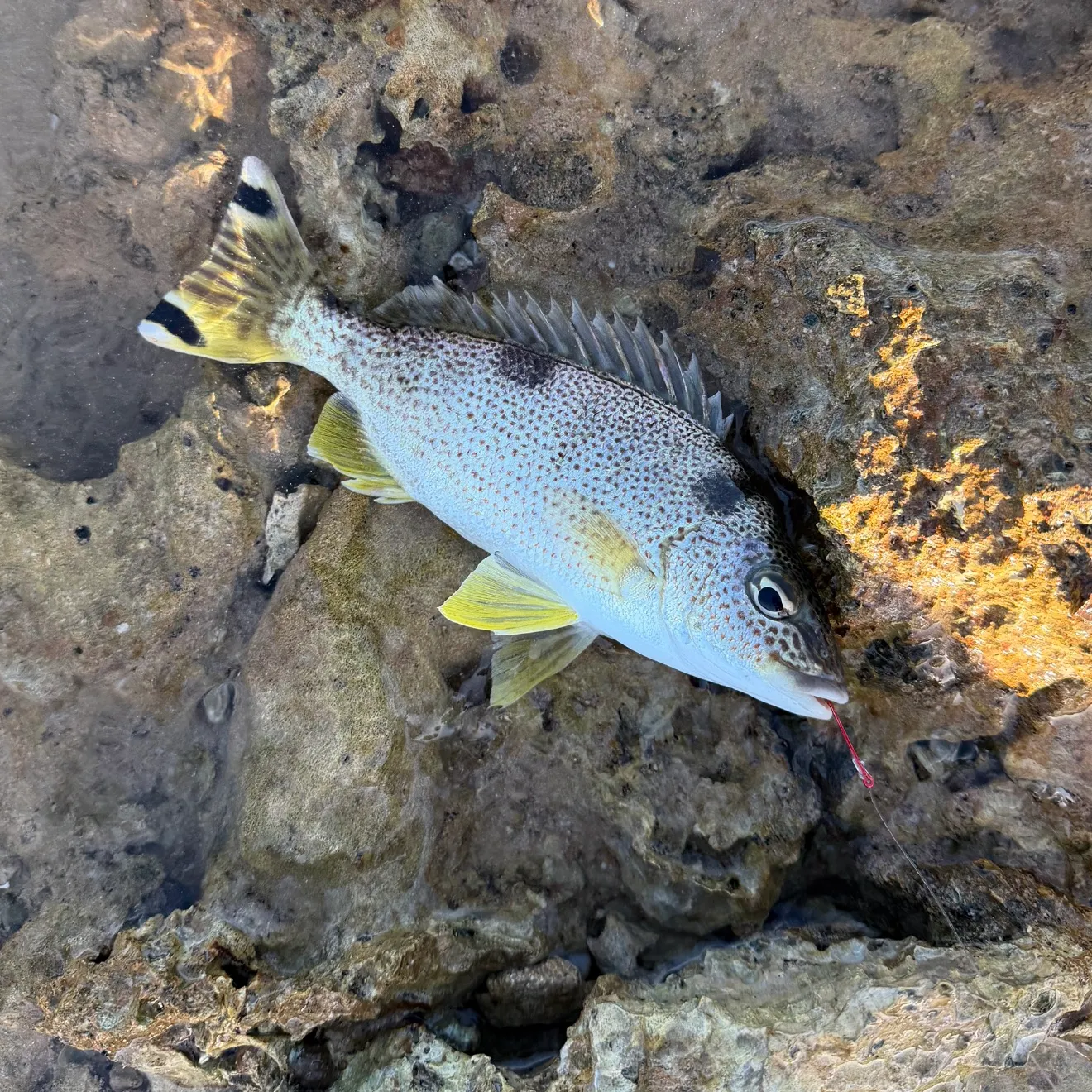 The most recent Yellowtail Grunter catches on Fishbrain