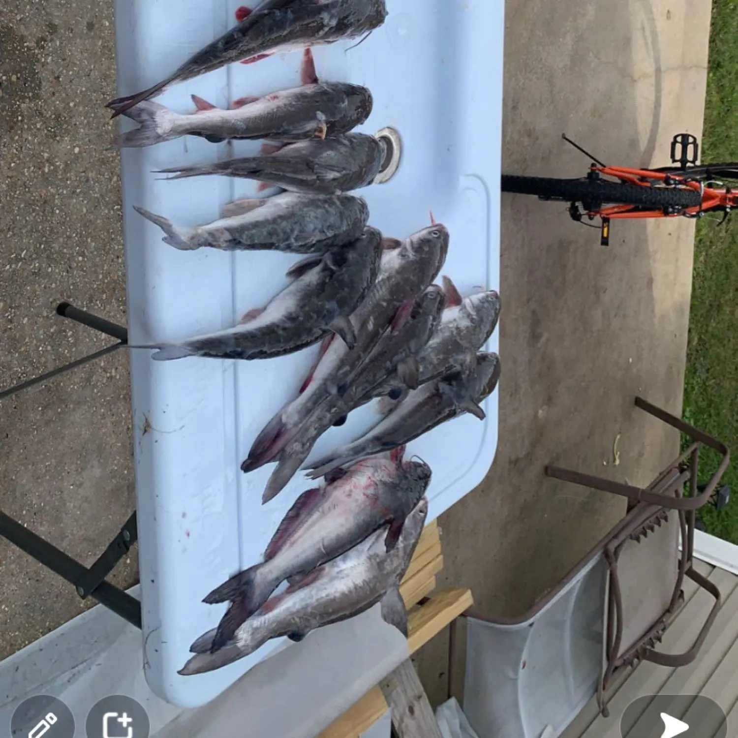 recently logged catches