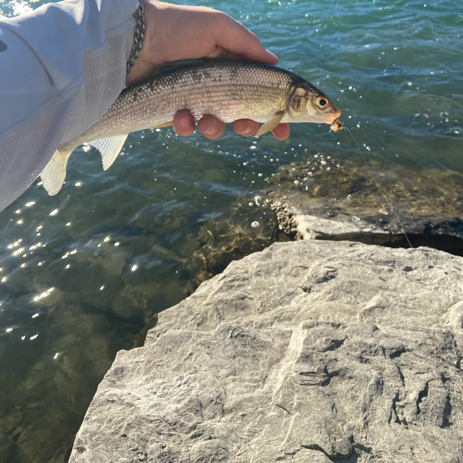 Lake whitefish caught on Fishbrain