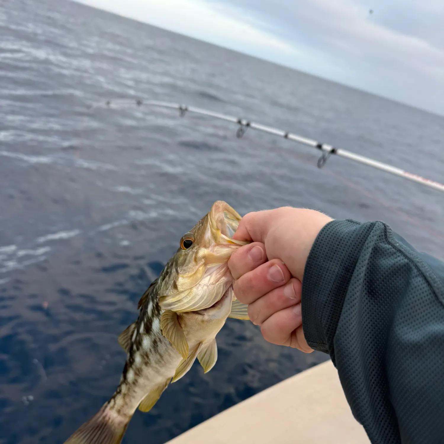 Kelp bass caught on Fishbrain