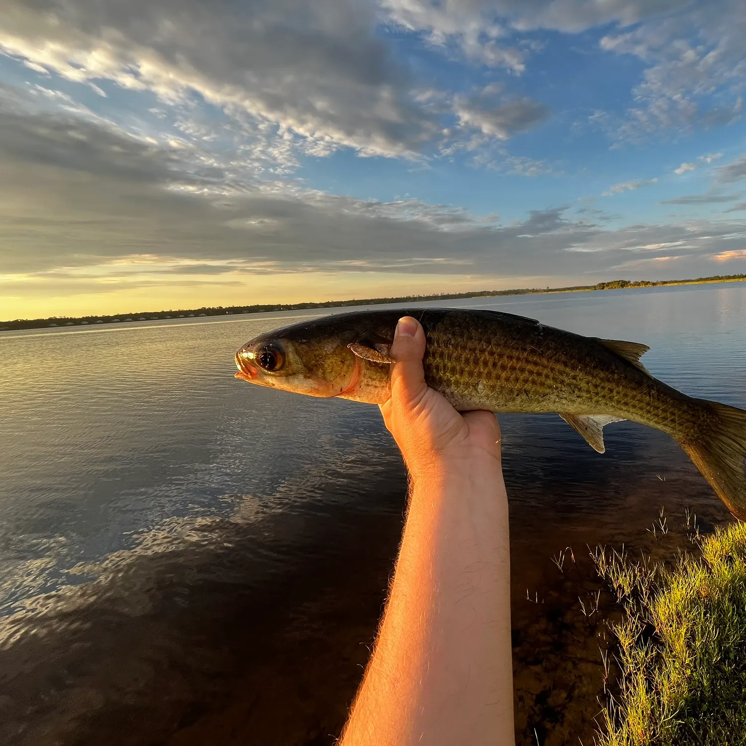 The most recent Striped mullet catches on Fishbrain