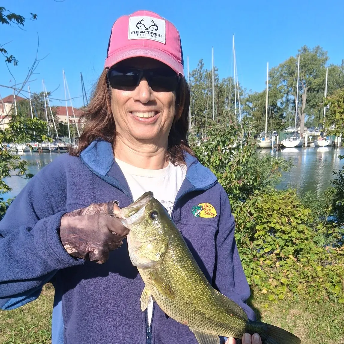 Largemouth bass caught on Fishbrain