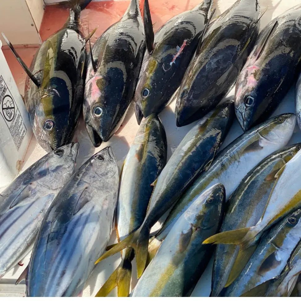 The most recent Yellowfin tuna catches on Fishbrain