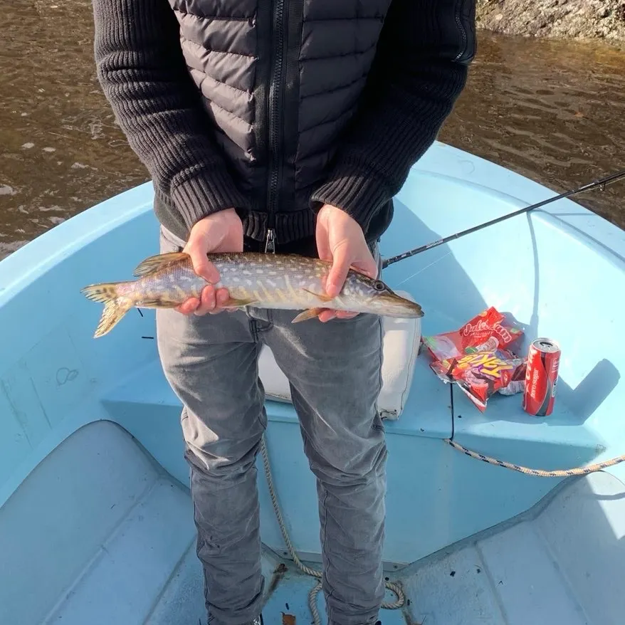 Northern pike caught on Fishbrain