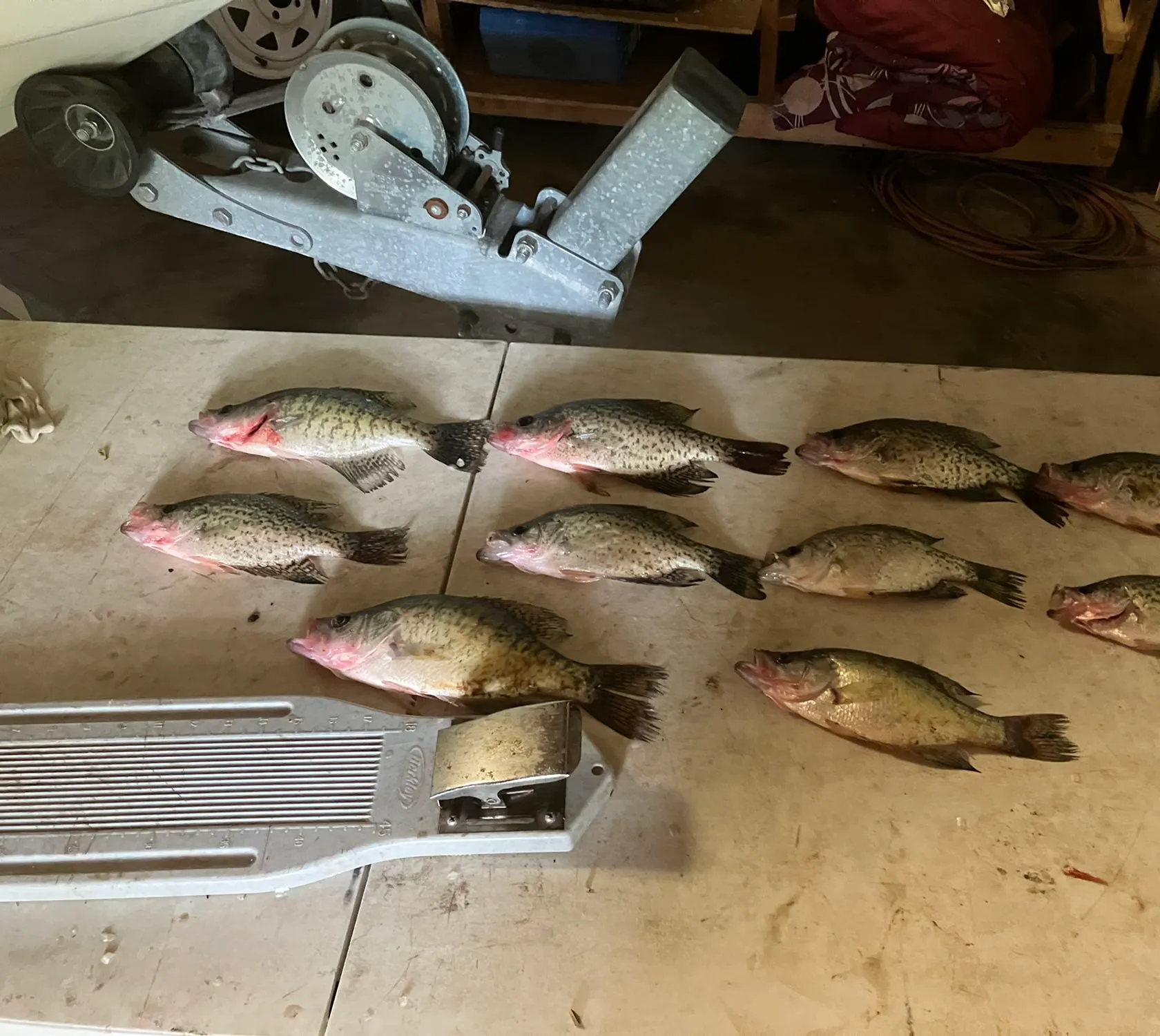 recently logged catches