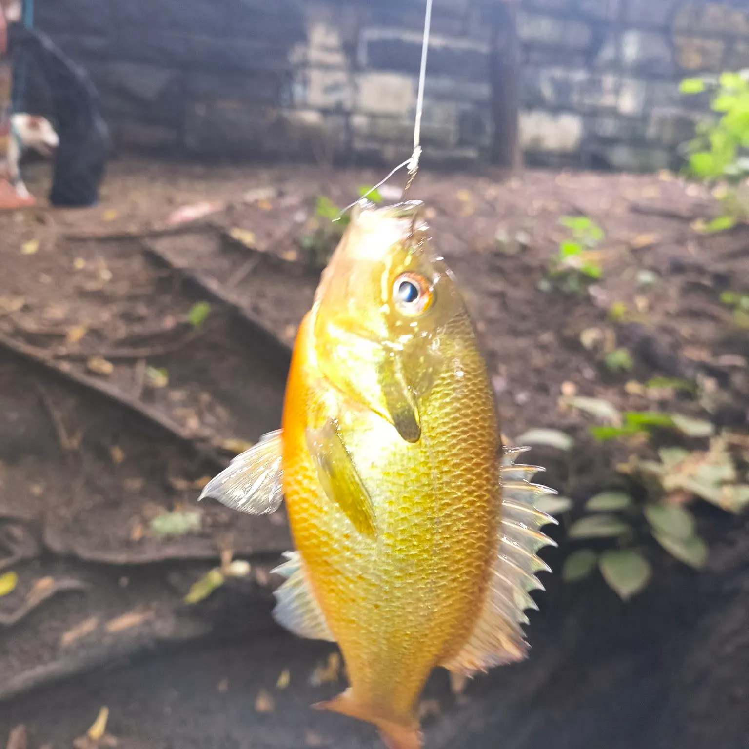 Redbreast sunfish caught on Fishbrain
