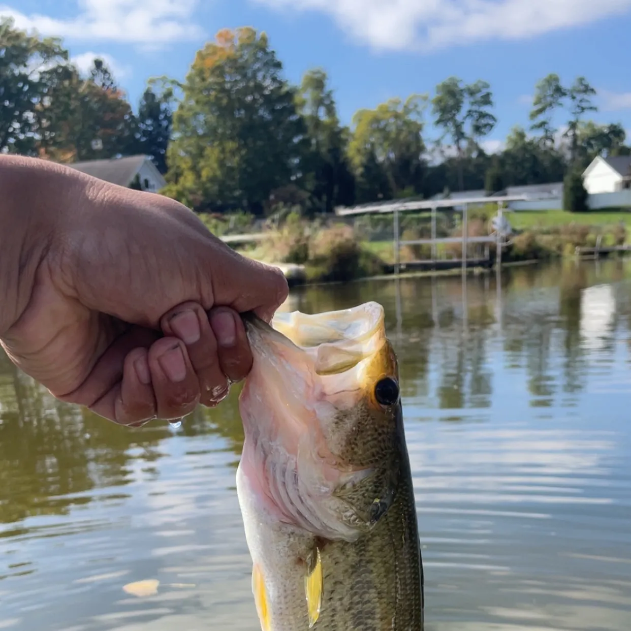 Largemouth bass caught on Fishbrain
