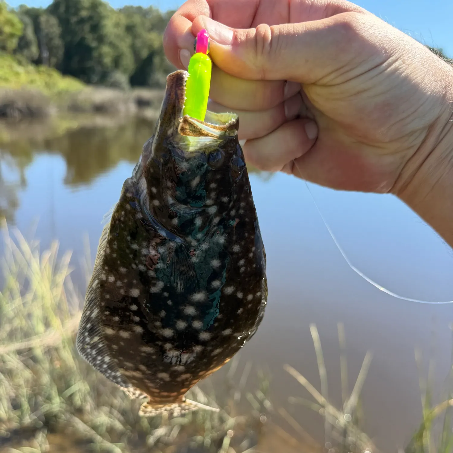 Summer flounder caught on Fishbrain