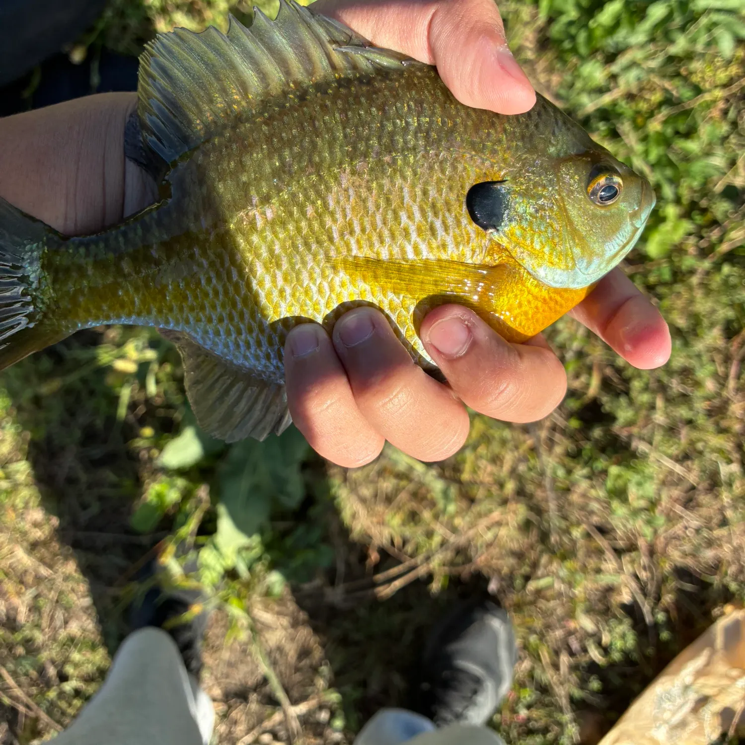 Bluegill caught on Fishbrain