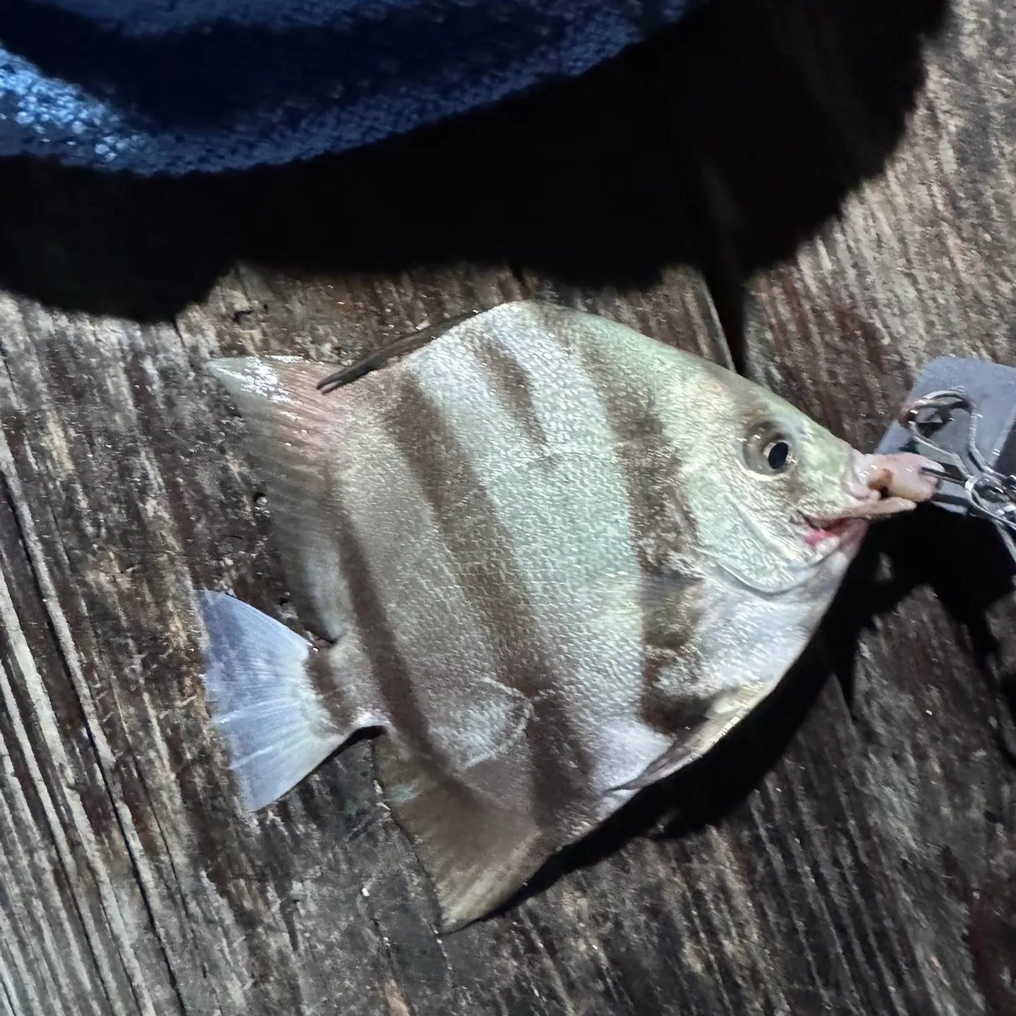 Atlantic spadefish caught on Fishbrain