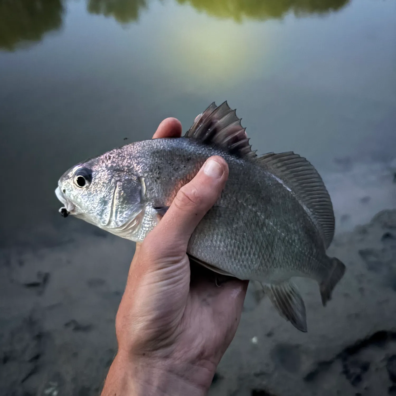 Freshwater drum caught on Fishbrain