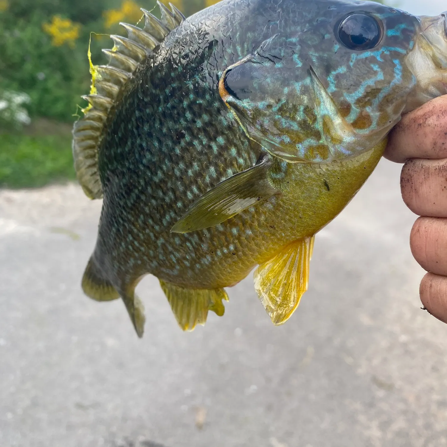 catch