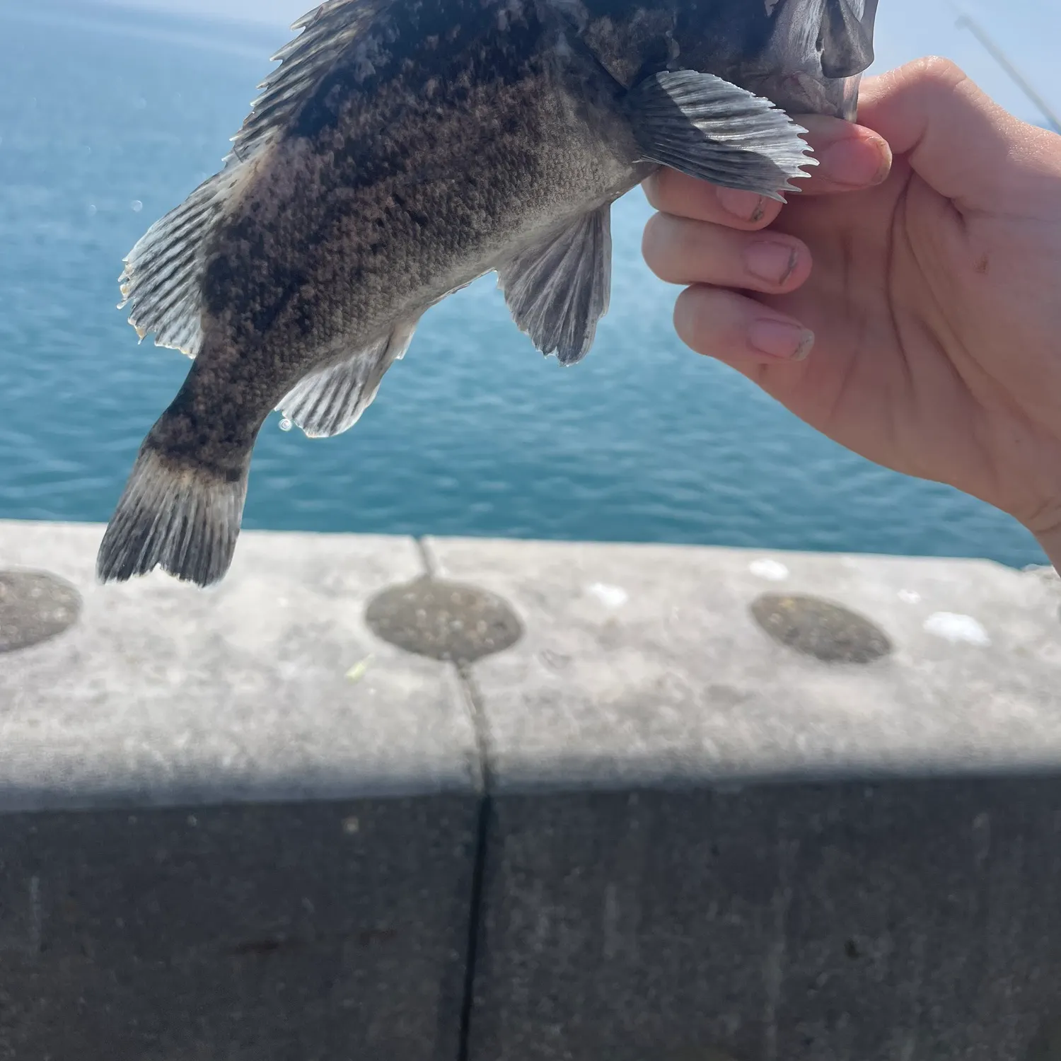 The most recent Korean rockfish catches on Fishbrain