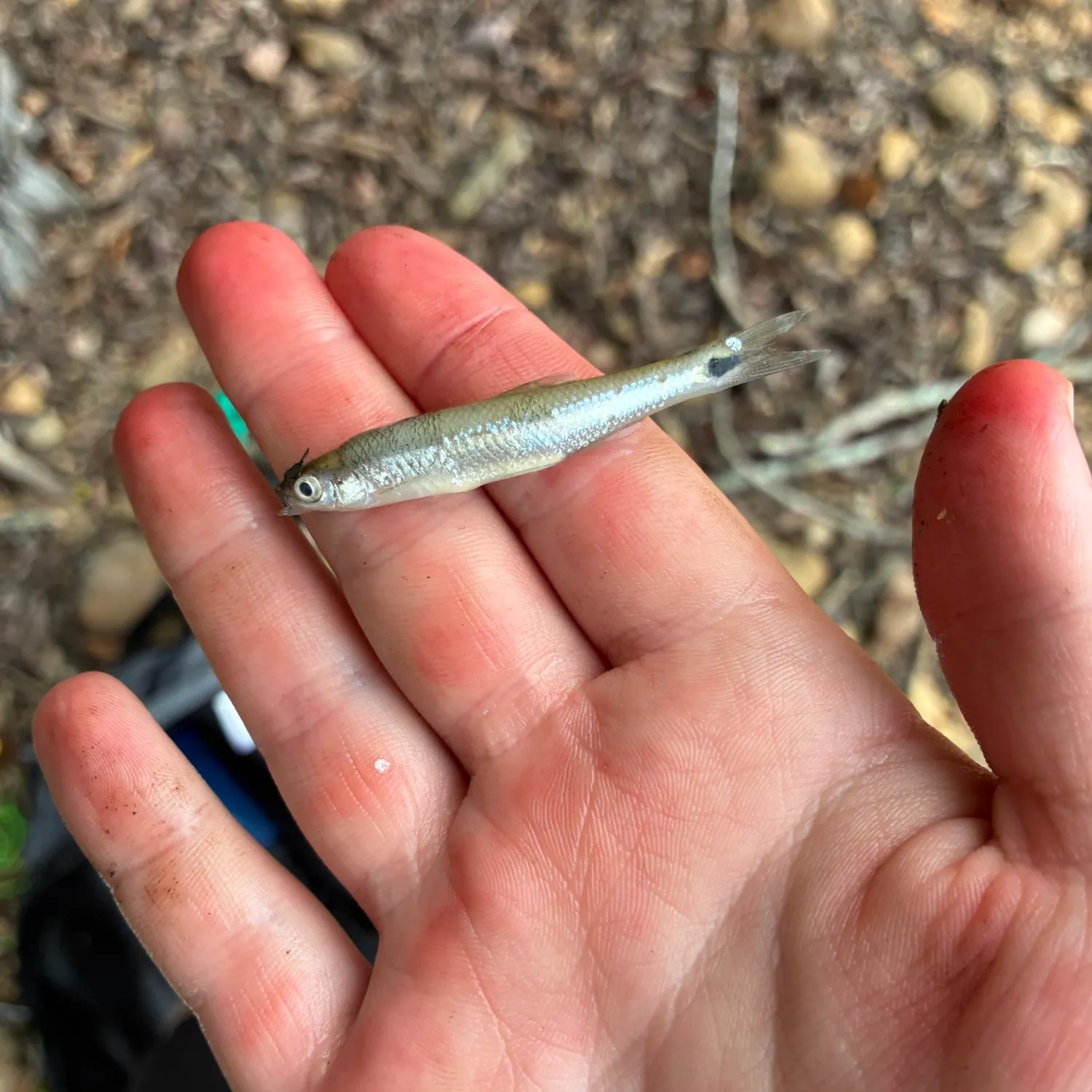 The most recent Apalachicola blacktail shiner catches on Fishbrain